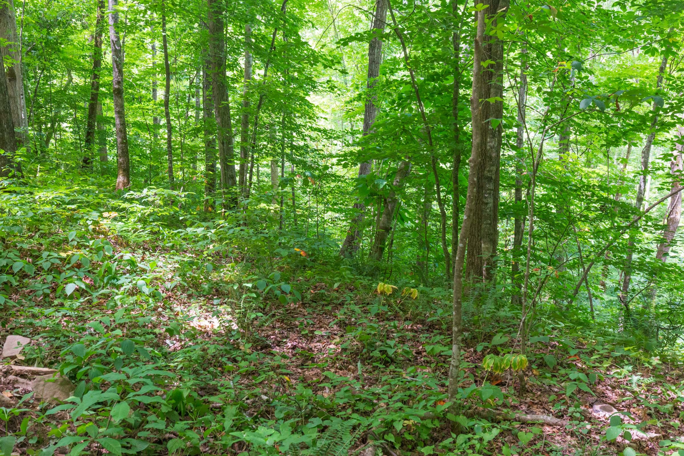 River’s Edge Tract 15 photo 1