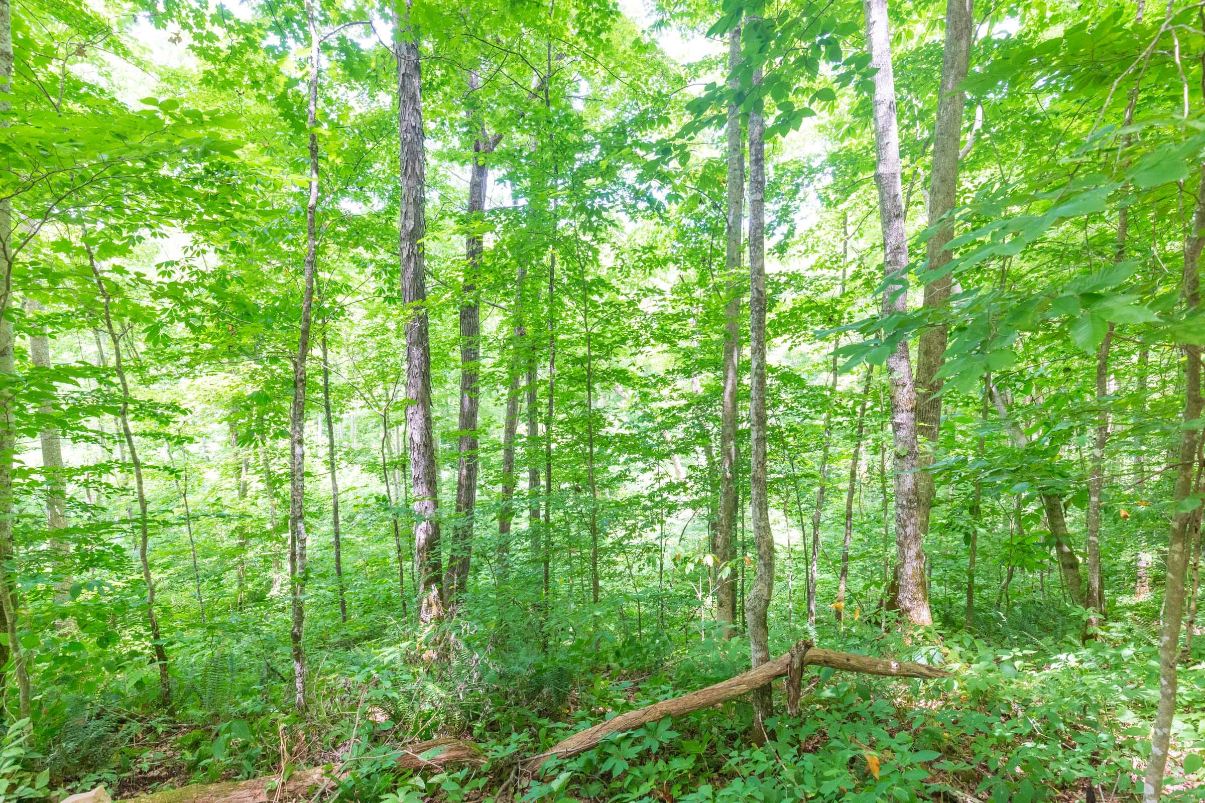 River’s Edge Tract 15 photo 8