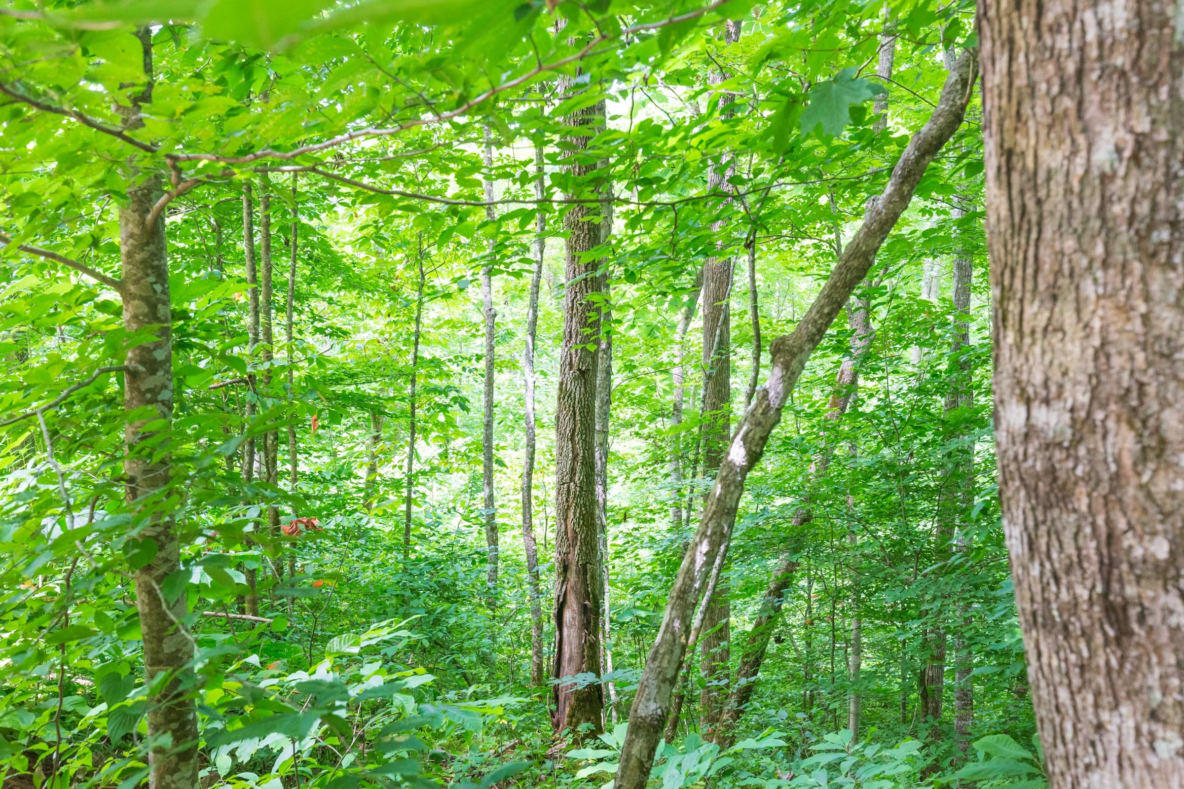 River’s Edge Tract 15 photo 10