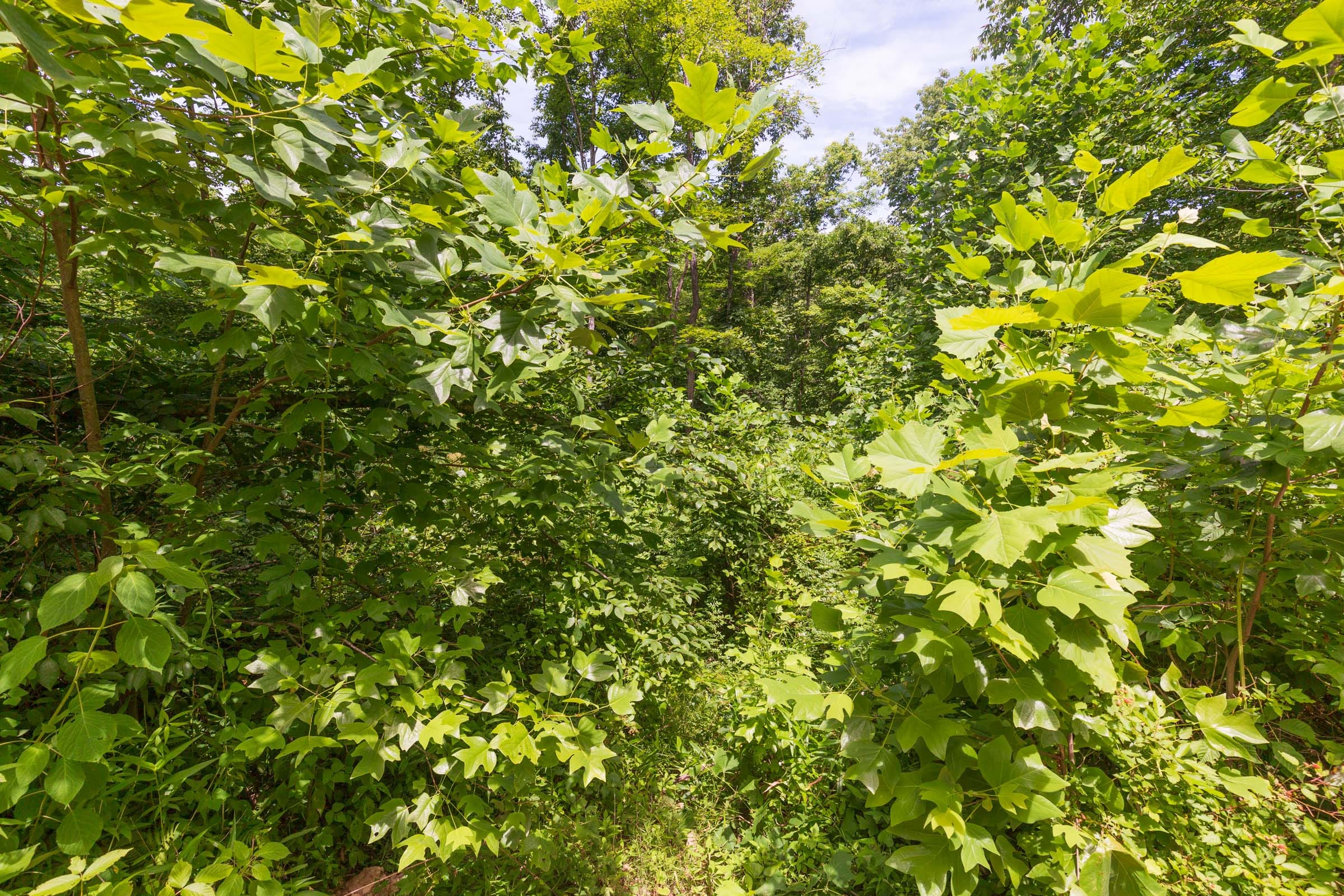 River’s Edge Tract 15 photo 12