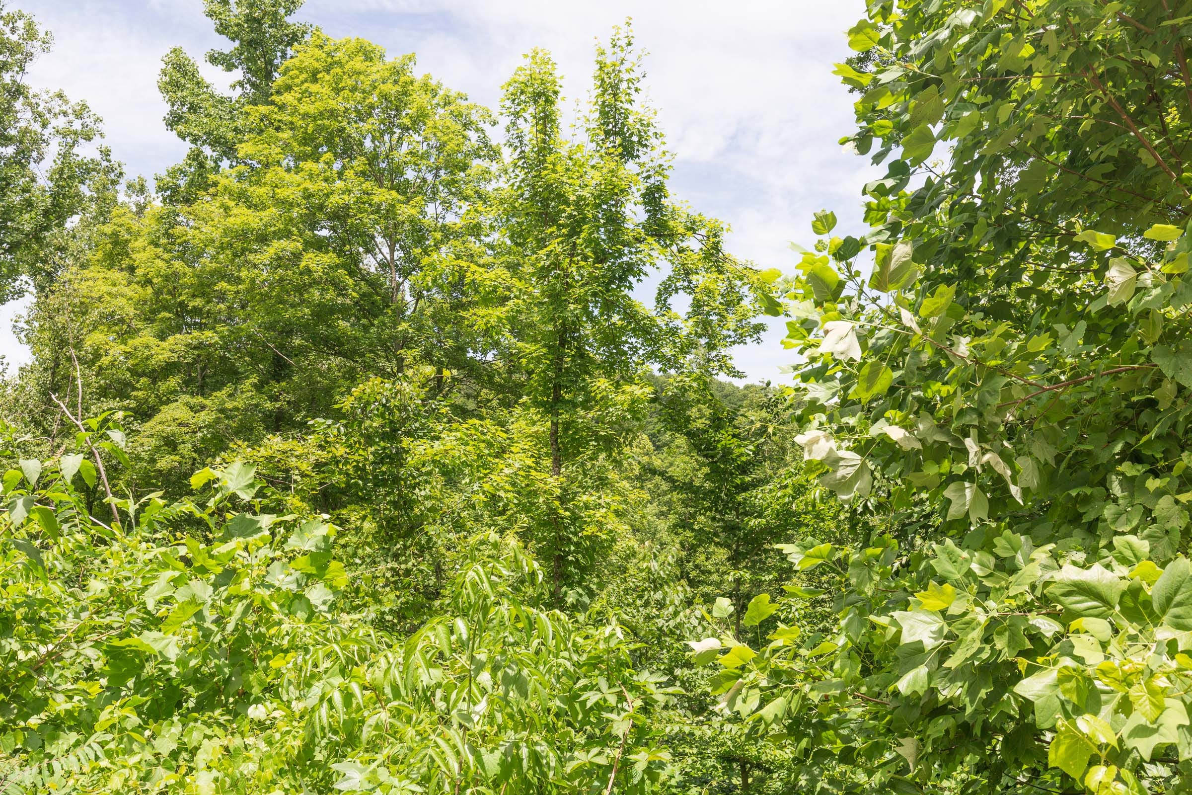 River’s Edge Tract 15 photo 15