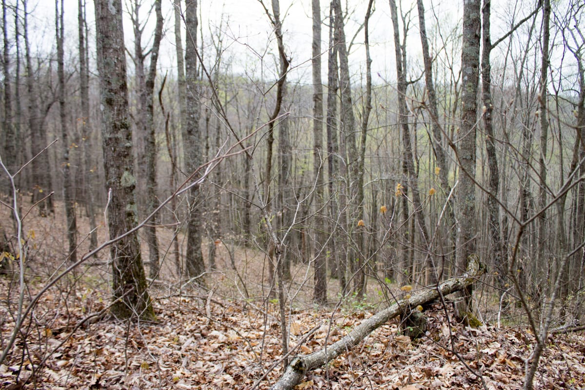 Chestnut Oak Ridge Tract 17 photo 3