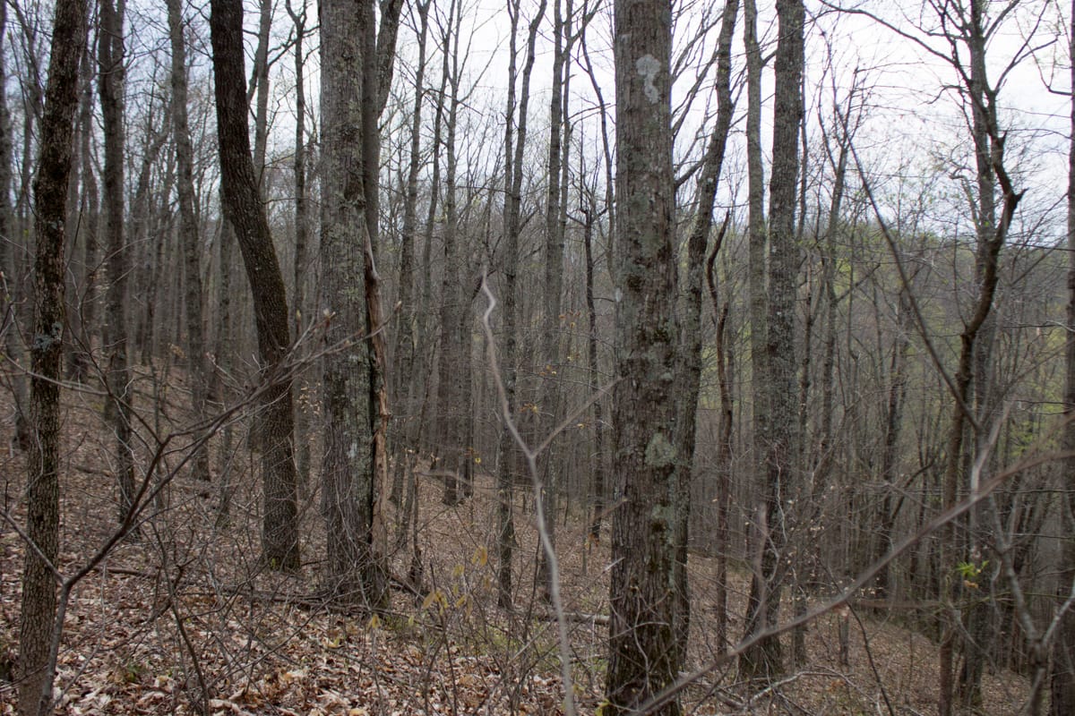 Chestnut Oak Ridge Tract 17 photo 4