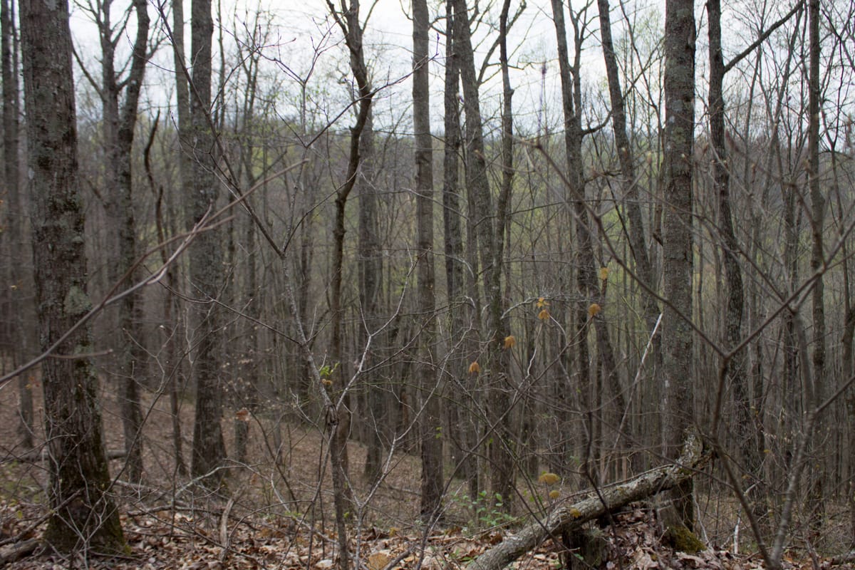 Chestnut Oak Ridge Tract 17 photo 5