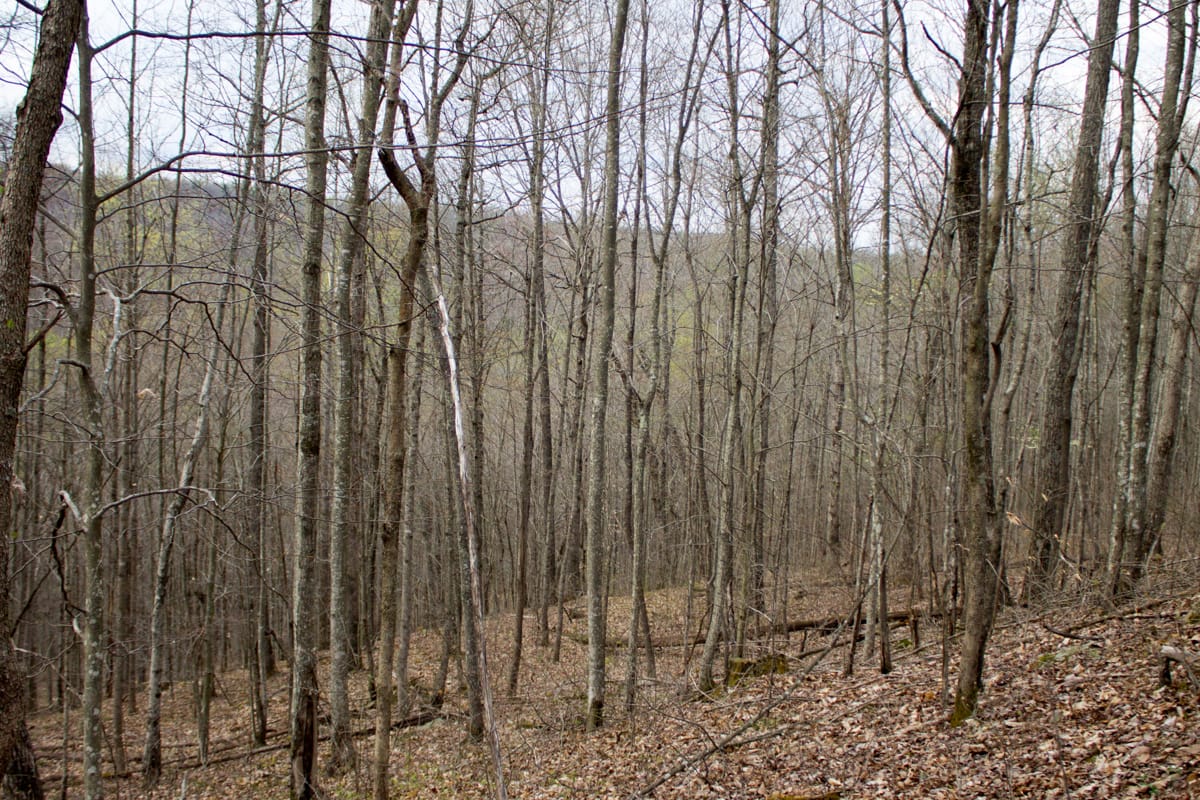 Chestnut Oak Ridge Tract 17 photo 6
