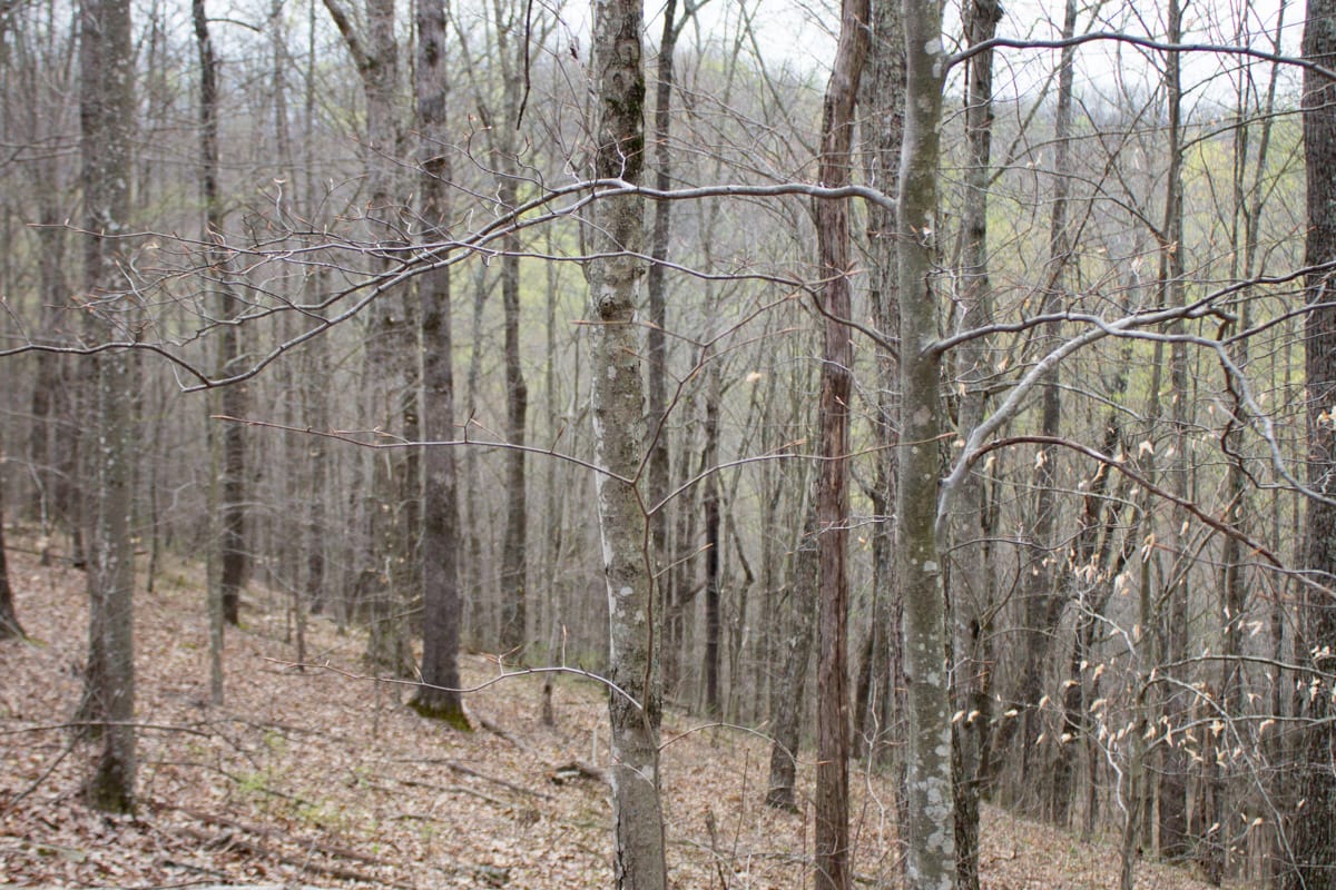 Chestnut Oak Ridge Tract 17 photo 7