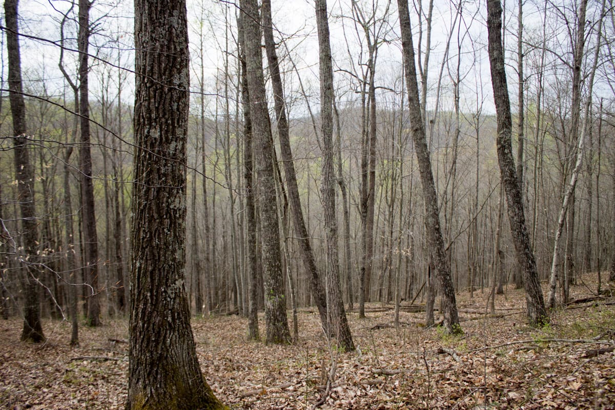 Chestnut Oak Ridge Tract 17 photo 8
