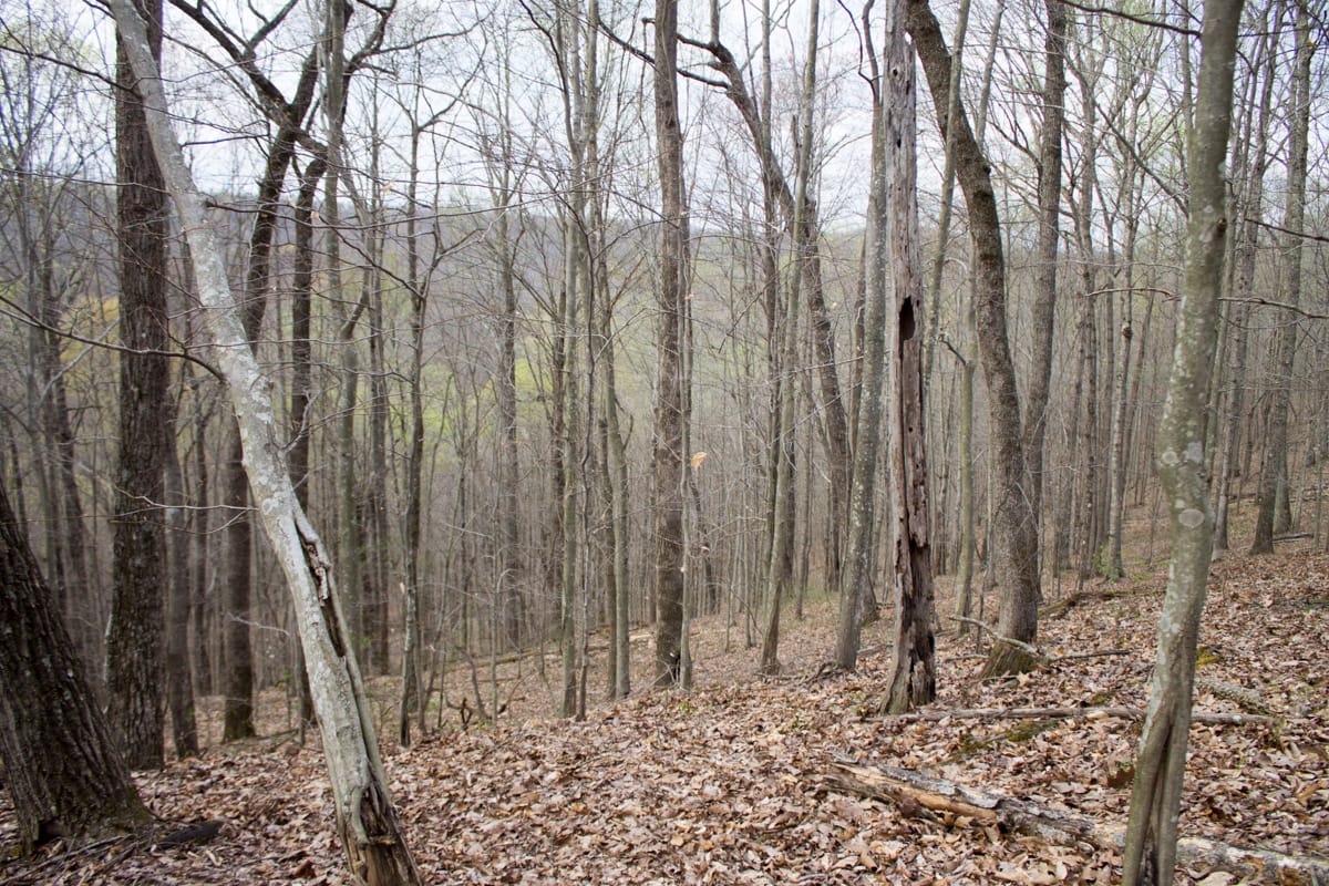 Chestnut Oak Ridge Tract 17 photo 9