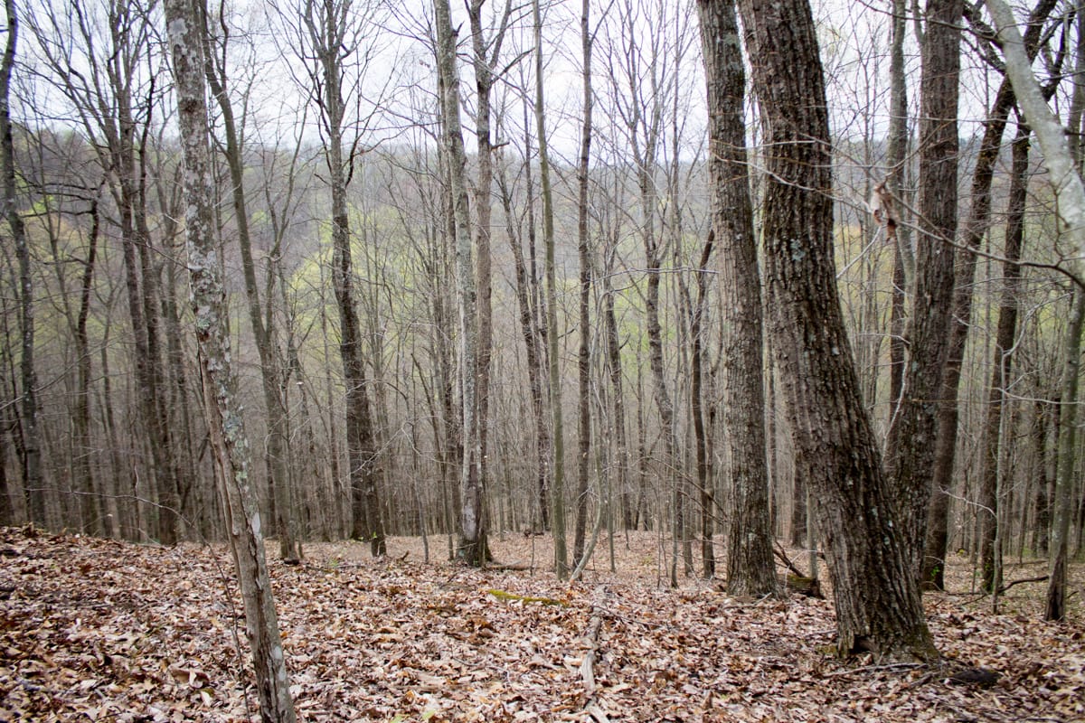 Chestnut Oak Ridge Tract 17 photo 10