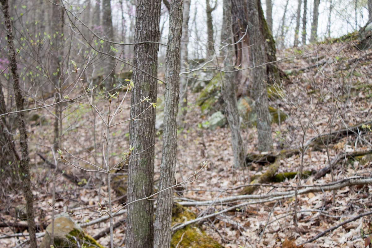 Chestnut Oak Ridge Tract 17 photo 14