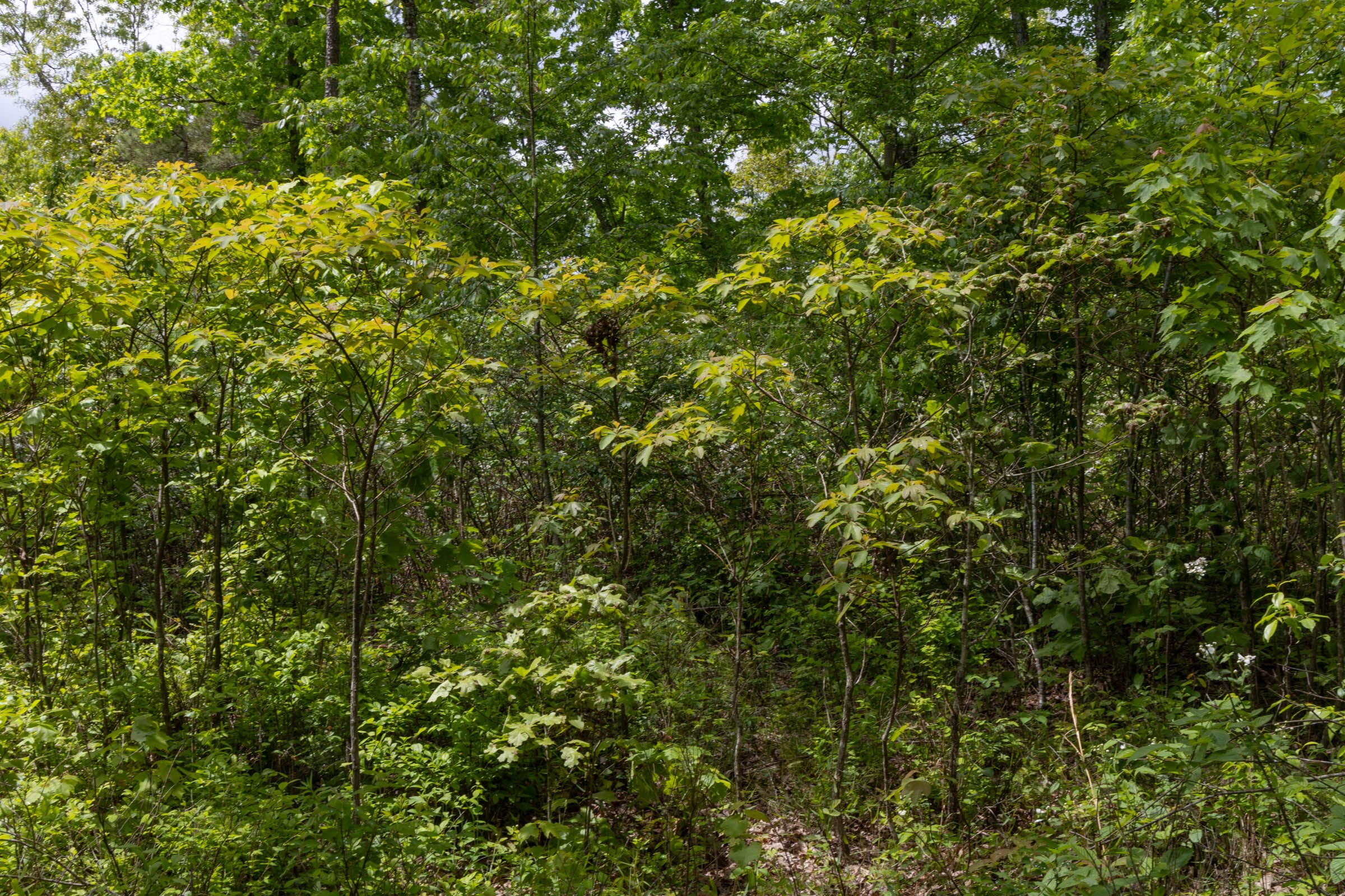 Sleepy Hollow Phase II Tract 67 photo 11
