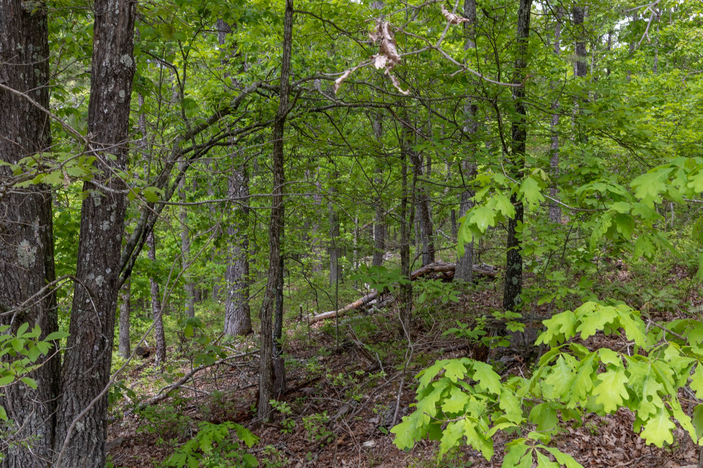 Sleepy Hollow Phase II Tract 67 photo 1