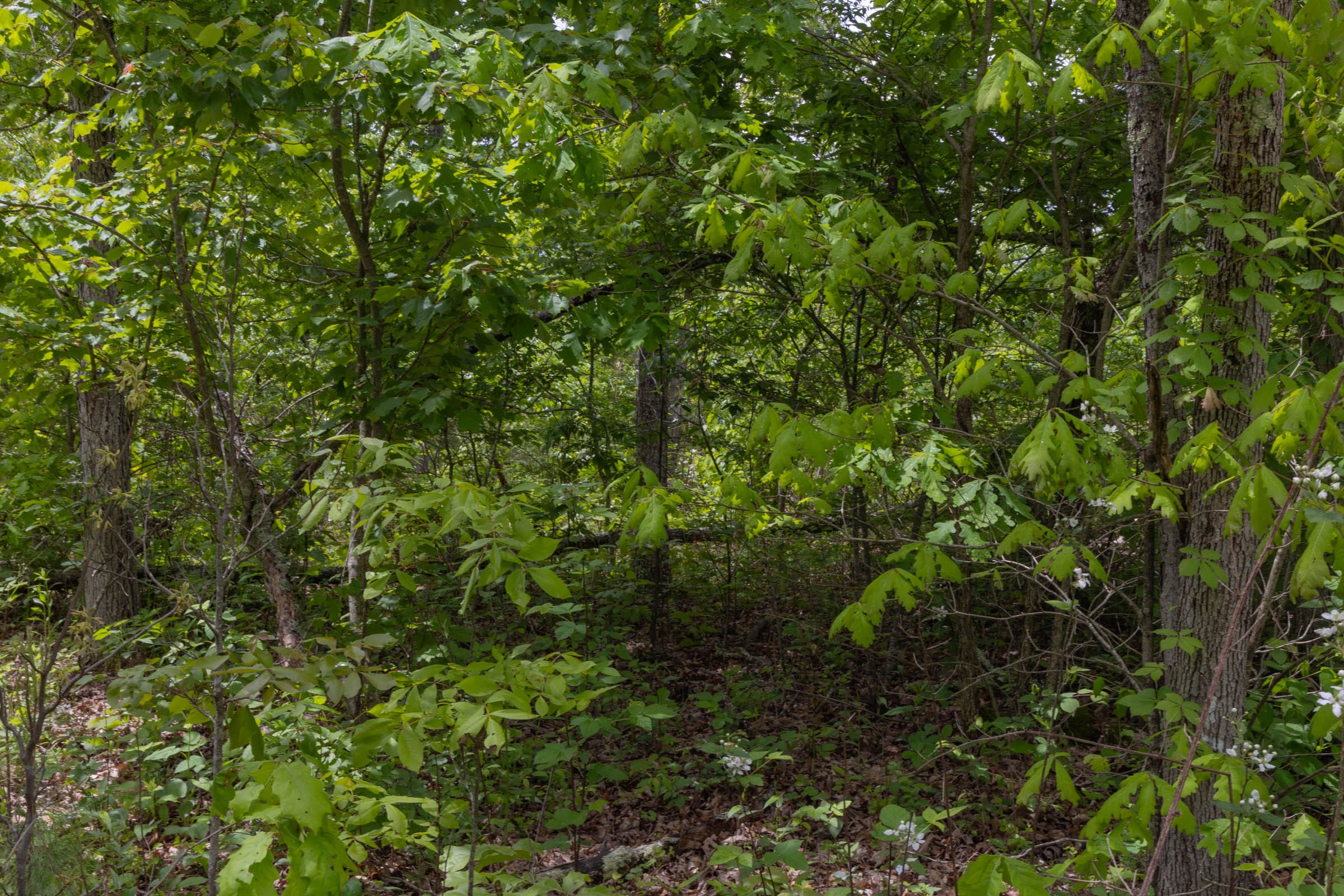 Sleepy Hollow Phase II Tract 67 photo 7
