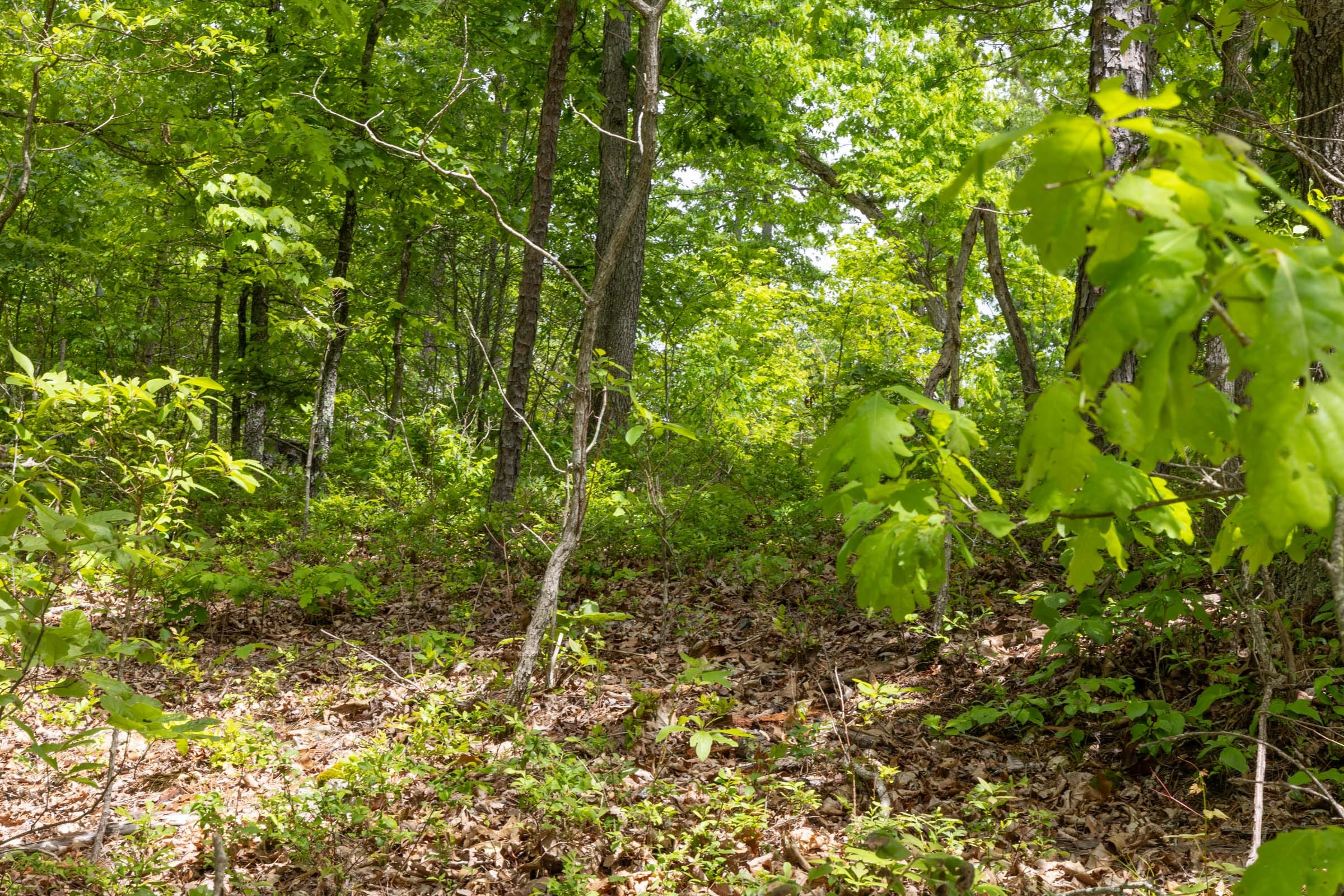Sleepy Hollow Phase II Tract 67 photo 6