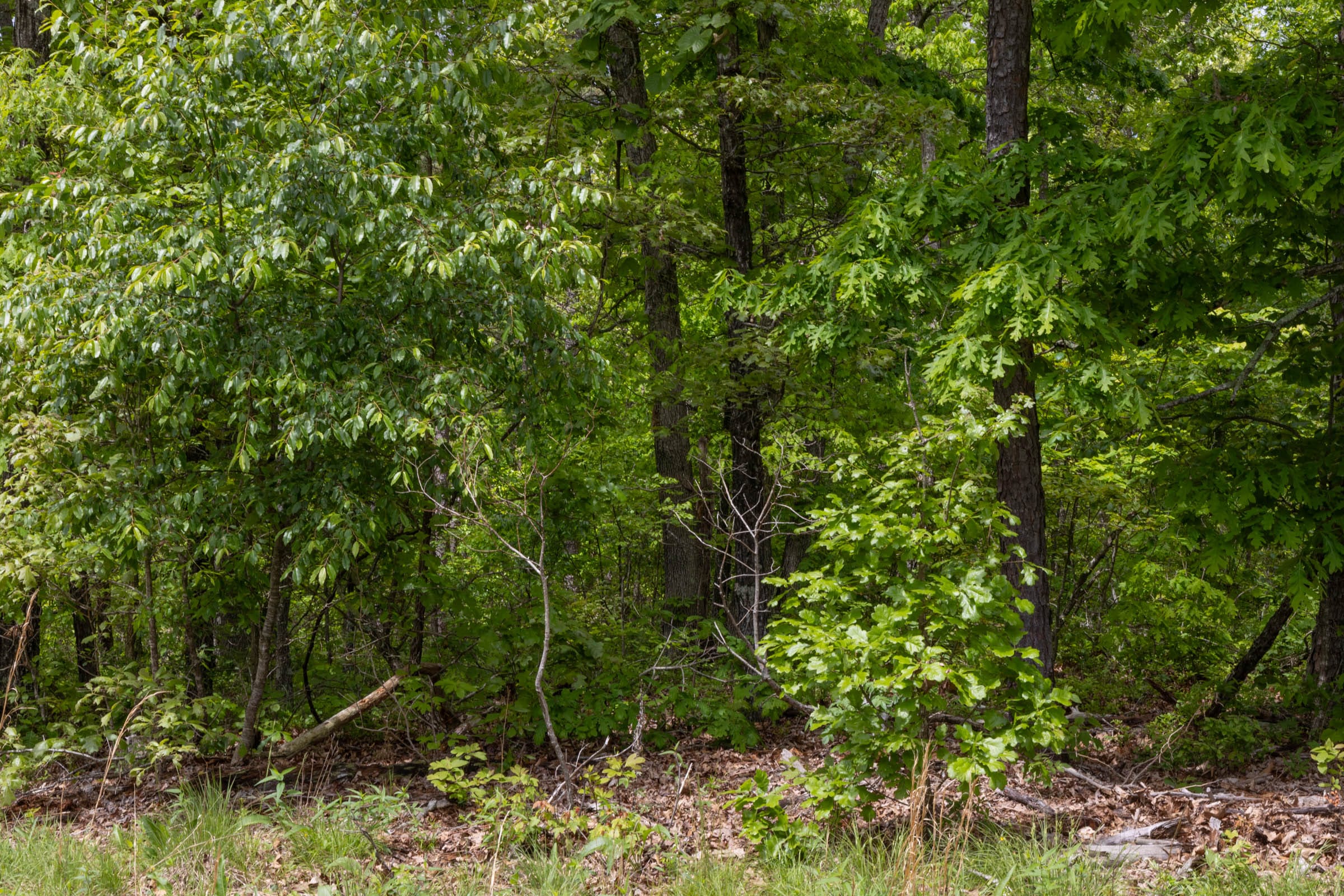 Sleepy Hollow Phase II Tract 67 photo 4