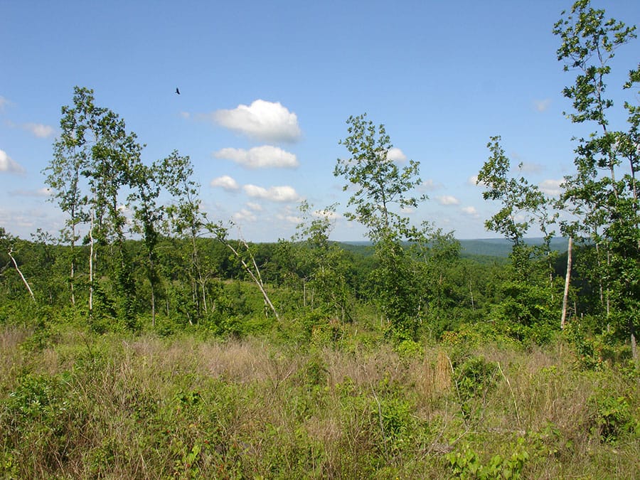Antler Ridge Tract 34 photo 3