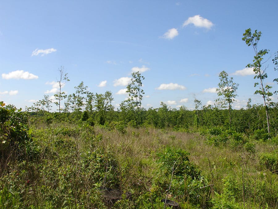 Antler Ridge Tract 34 photo 4