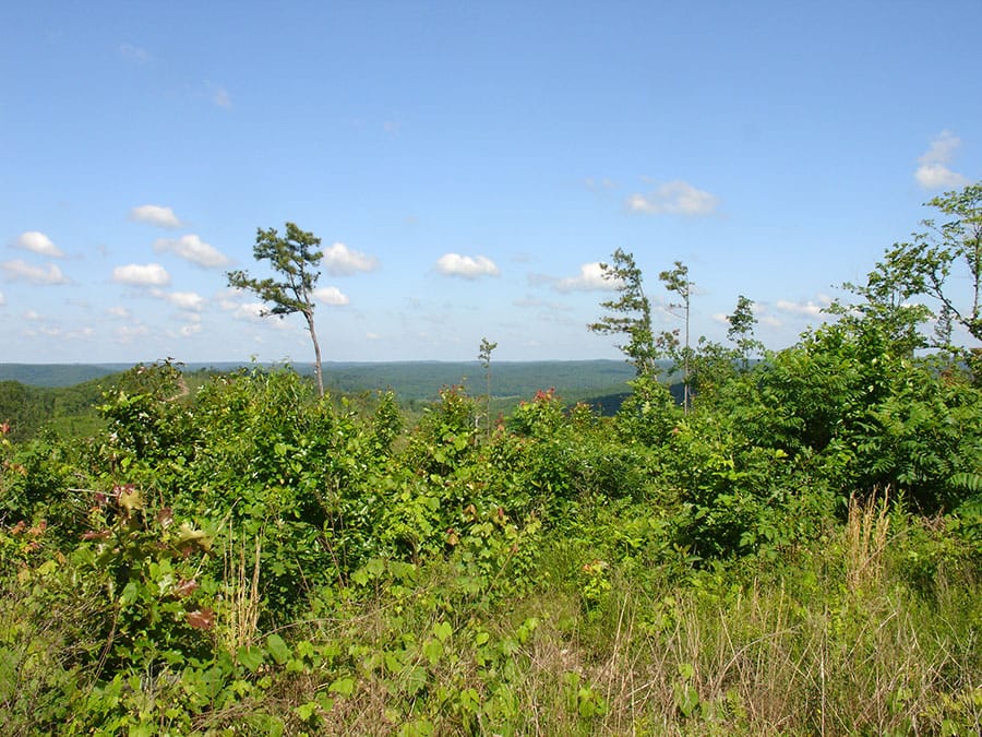 Antler Ridge Tract 34 photo 6