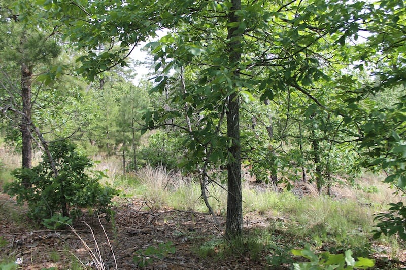 Indian Ridge – Phase II Tract 44 photo 3