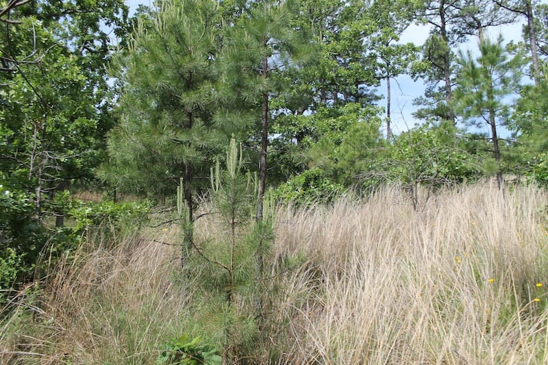 Indian Ridge – Phase II Tract 44 photo 4