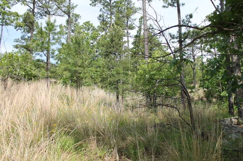 Indian Ridge – Phase II Tract 44 photo 5