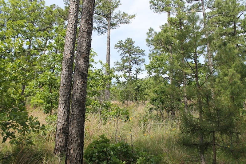 Indian Ridge – Phase II Tract 44 photo 6