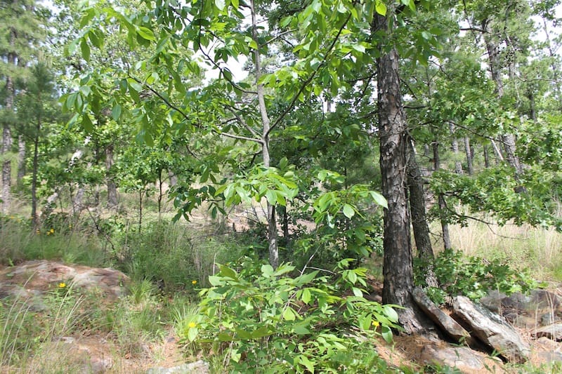Indian Ridge – Phase II Tract 44 photo 7
