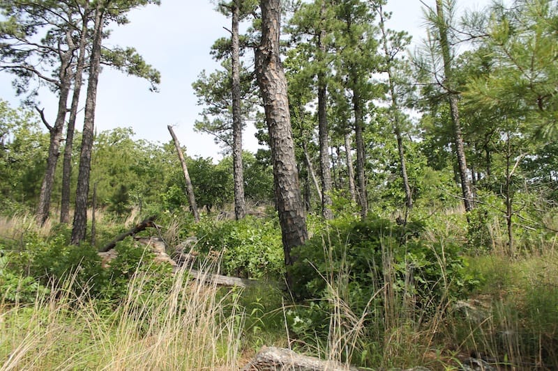 Indian Ridge – Phase II Tract 44 photo 9