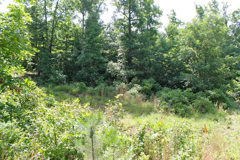 Green Mountain Ranch Tract 25 photo 1