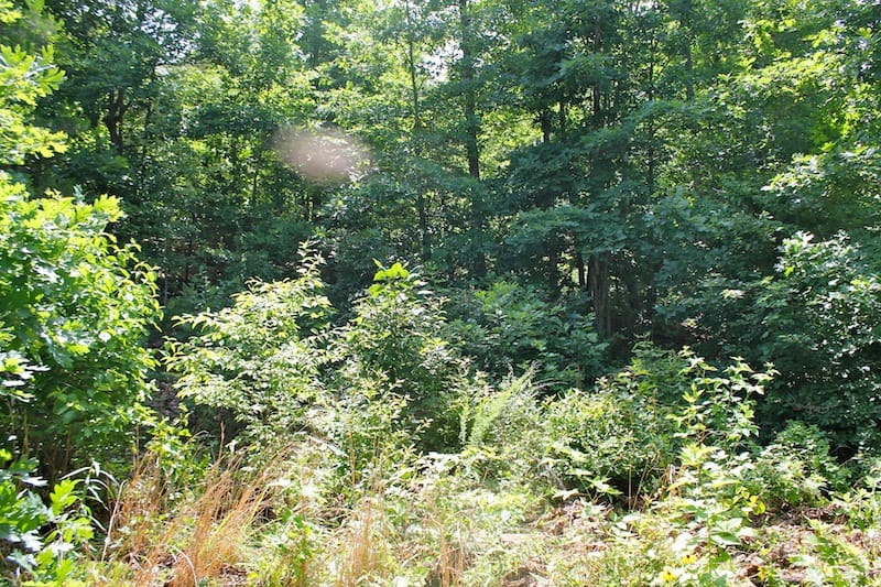 Green Mountain Ranch Tract 25 photo 3