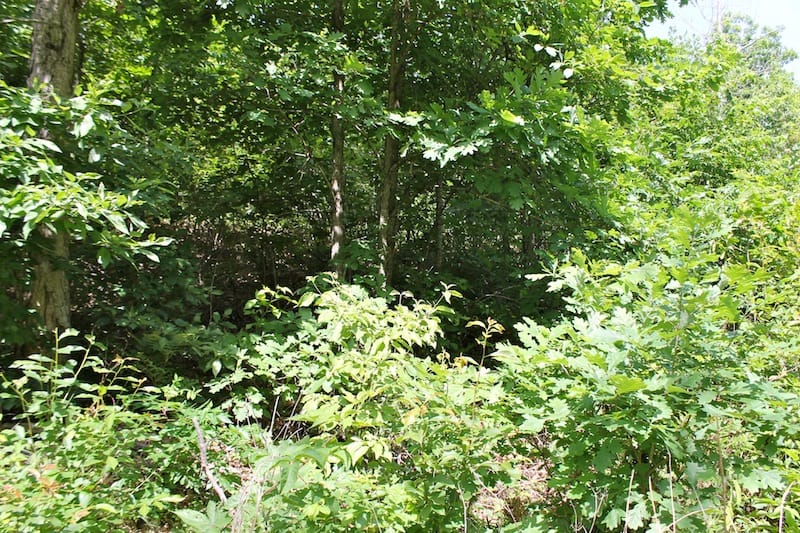 Green Mountain Ranch Tract 25 photo 4