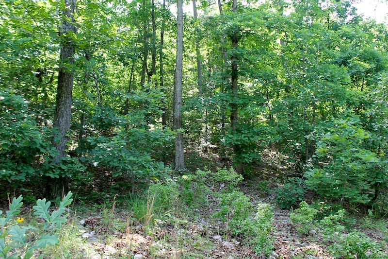 Green Mountain Ranch Tract 25 photo 5