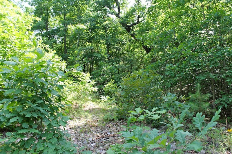 Green Mountain Ranch Tract 25 photo 6