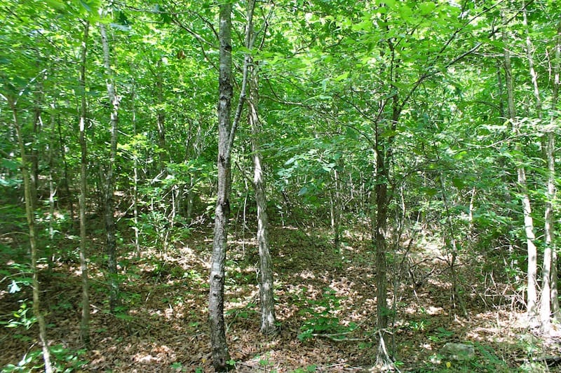 Green Mountain Ranch Tract 25 photo 7