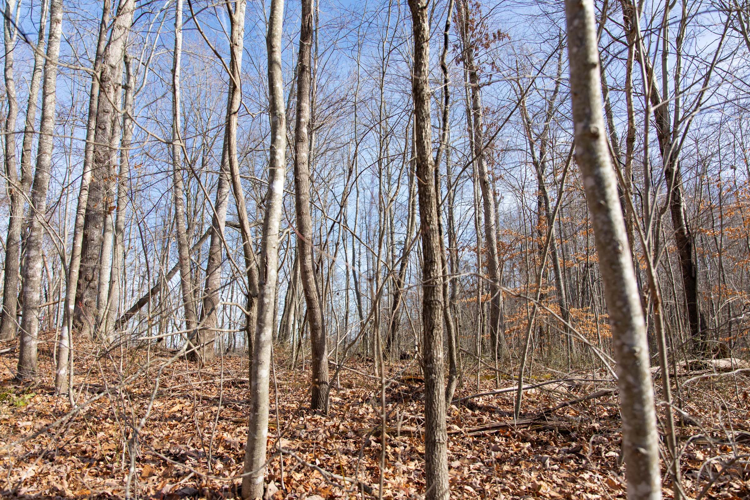 Blackstone Mountain Phase I Tract 33 photo 6