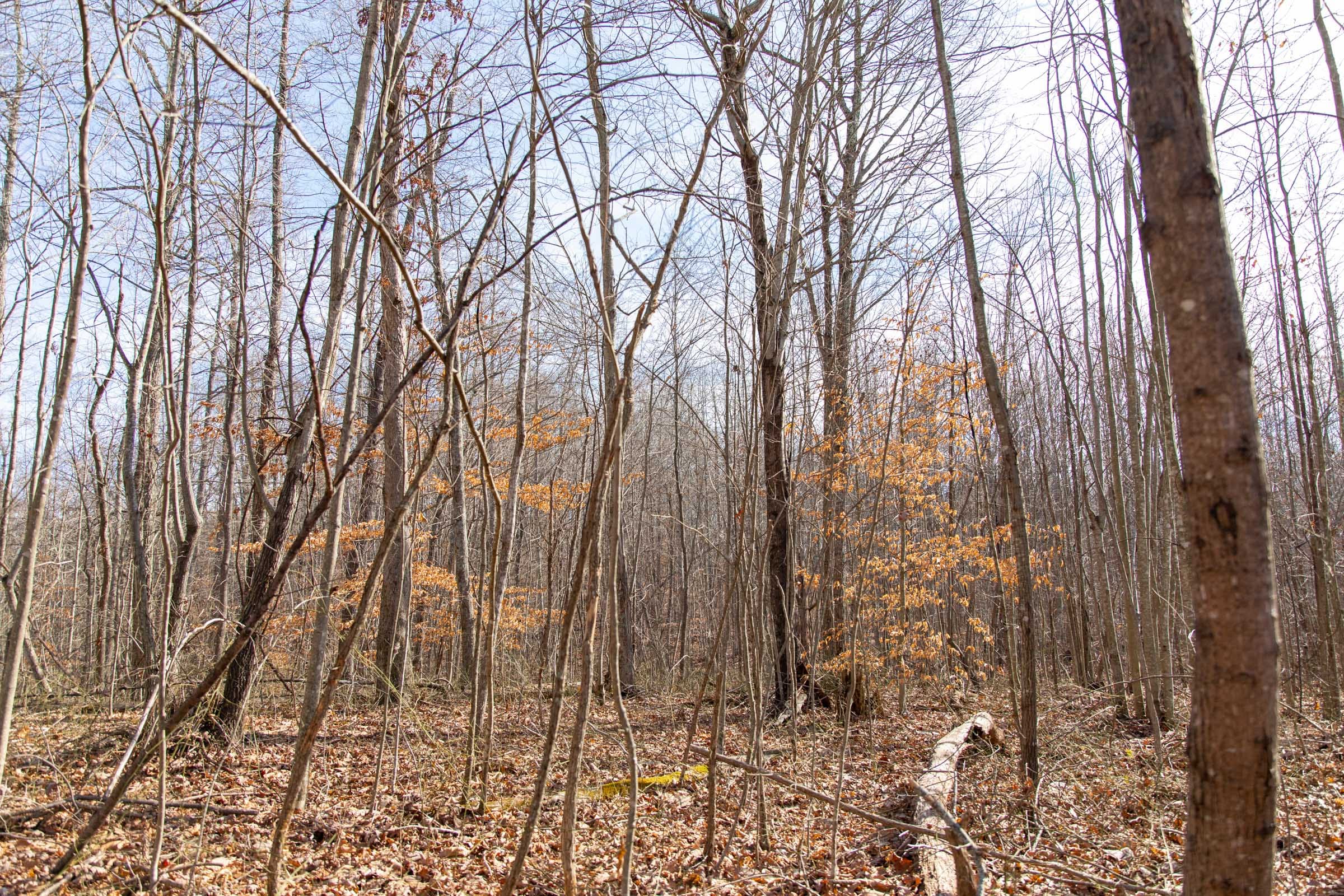 Blackstone Mountain Phase I Tract 33 photo 7