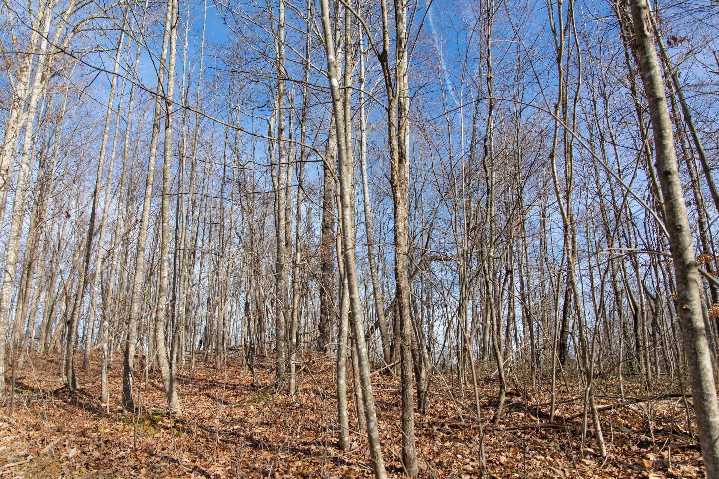 Blackstone Mountain Phase I Tract 33 photo 9
