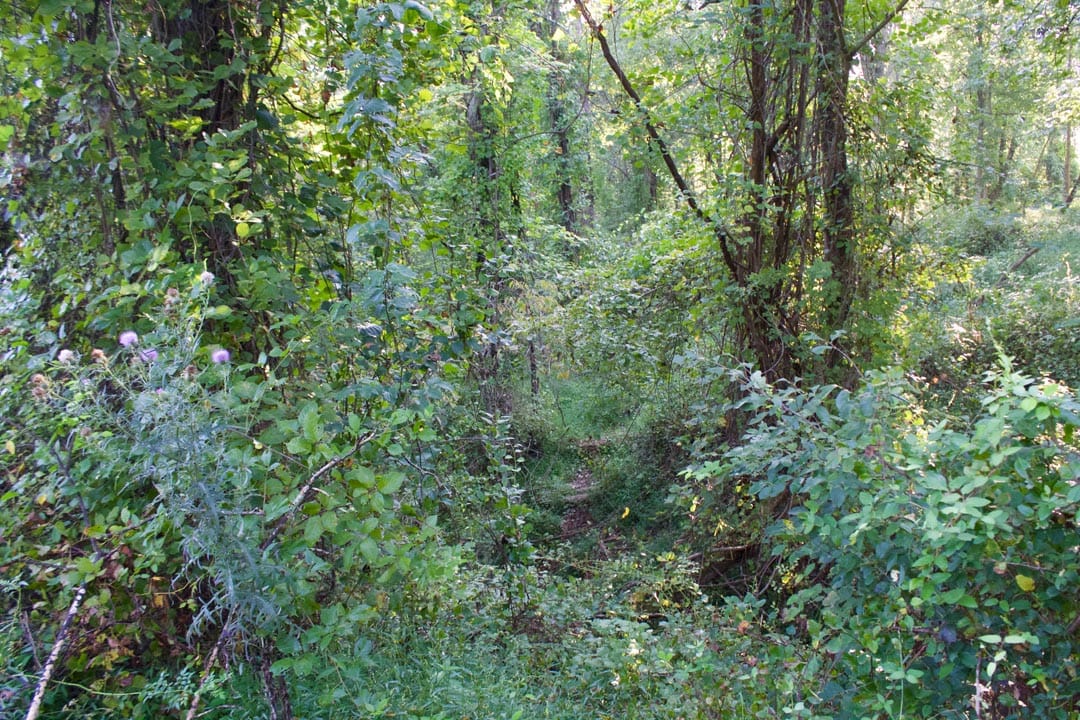 Heritage Hollow Tract 5 photo 8