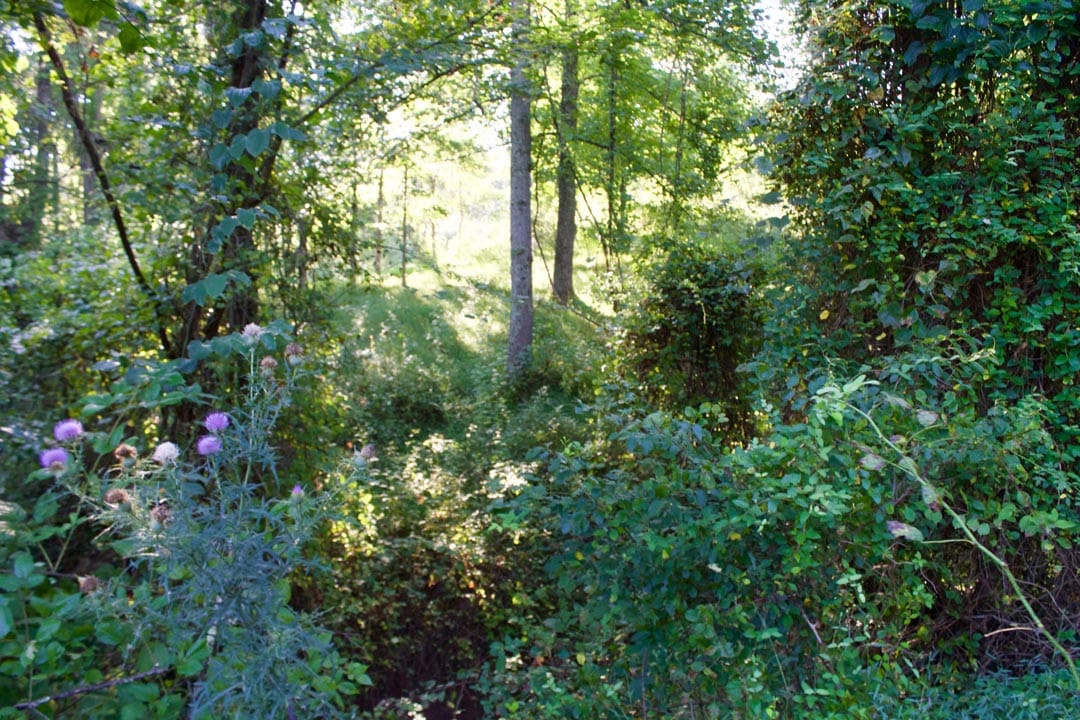 Heritage Hollow Tract 5 photo 9