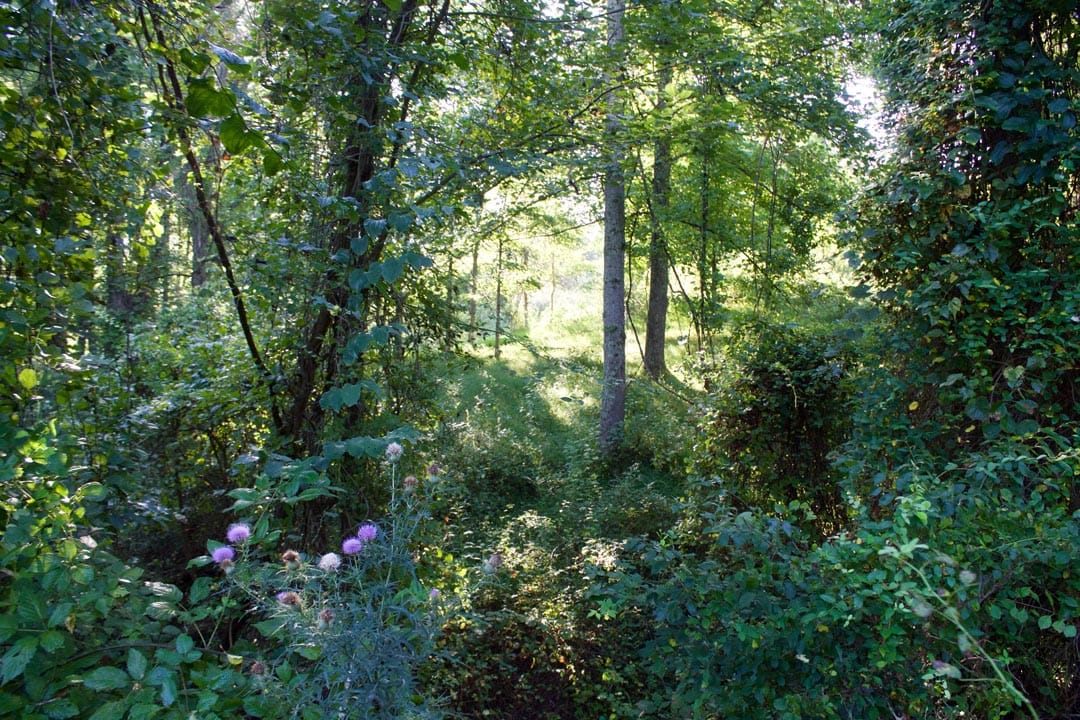 Heritage Hollow Tract 5 photo 10