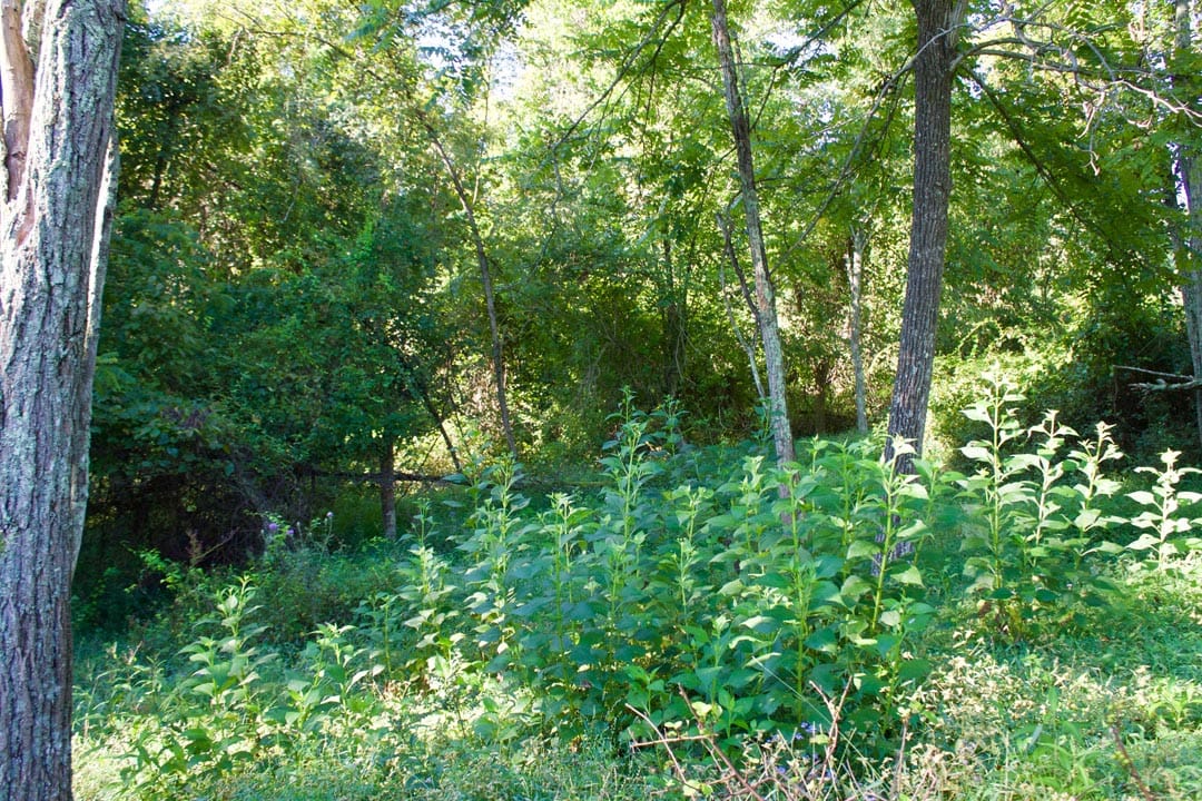 Heritage Hollow Tract 5 photo 13