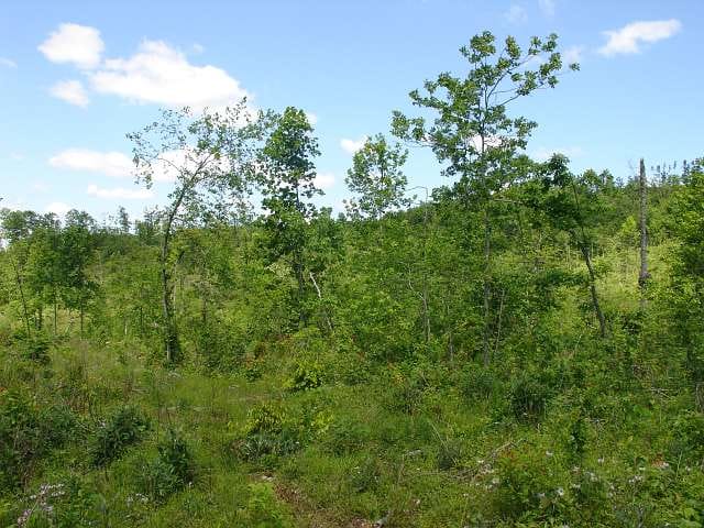 Antler Ridge Tract 25 photo 2