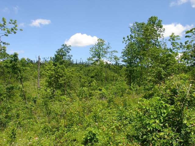 Antler Ridge Tract 25 photo 3