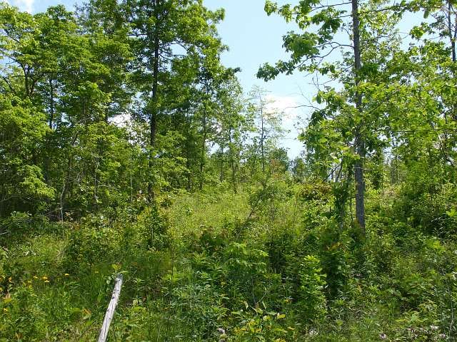 Antler Ridge Tract 25 photo 4