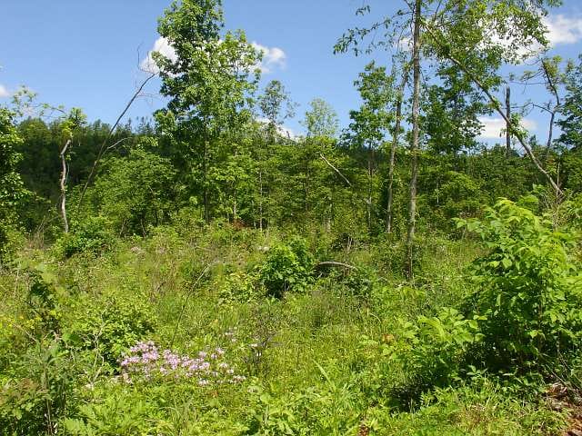 Antler Ridge Tract 25 photo 6