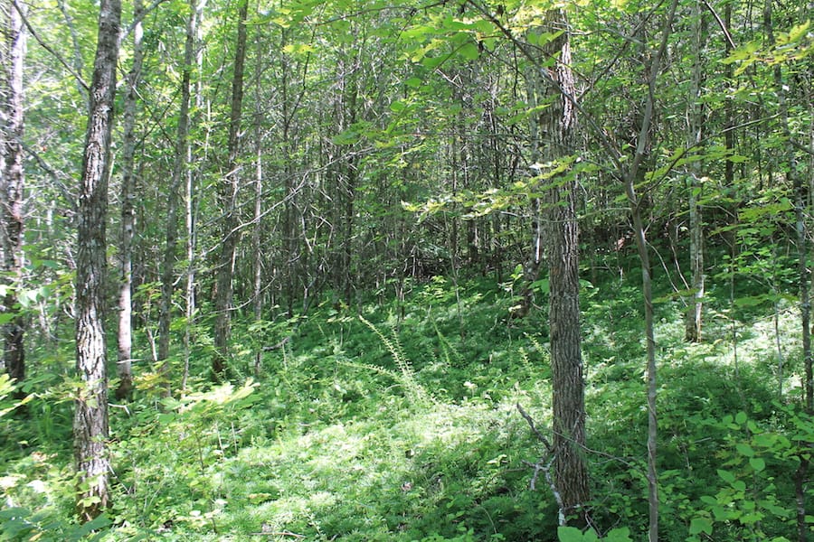 Cumberland Ridge Ranch Tract 3 photo 5