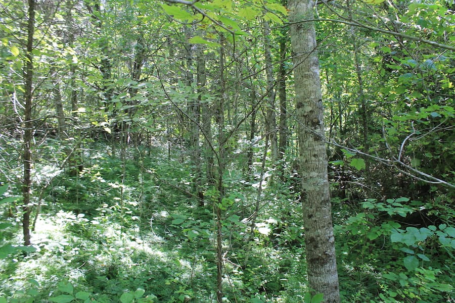 Cumberland Ridge Ranch Tract 3 photo 6