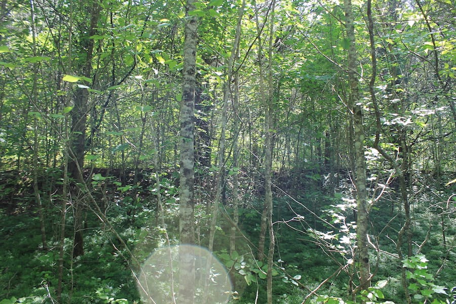 Cumberland Ridge Ranch Tract 3 photo 8