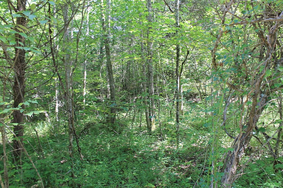 Cumberland Ridge Ranch Tract 3 photo 10
