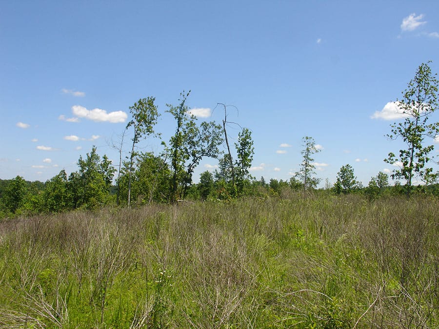 Antler Ridge Tract 18 photo 1
